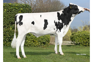 Zwartbonte actiestier Cristo: persistent veel kilo’s vet en eiwit!