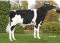 Van Riel Holsteins Rens