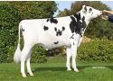 Van Riel Holsteins Stijn