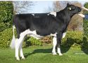 Wideview Maikel