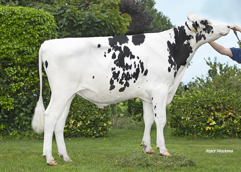 Actiestier Volbeat P: Hoornloos en top gehalten!