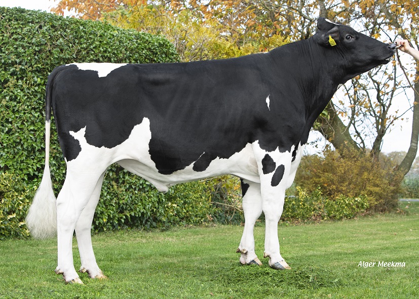 Zwartbonte actiestier: Foutloze genomics, duurzame koefamilie en aAa 516!