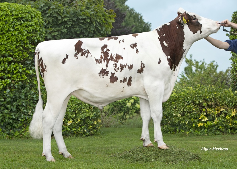 Actiestier Mariahoeve Trandy: het toonbeeld van degelijkheid en betrouwbaarheid!