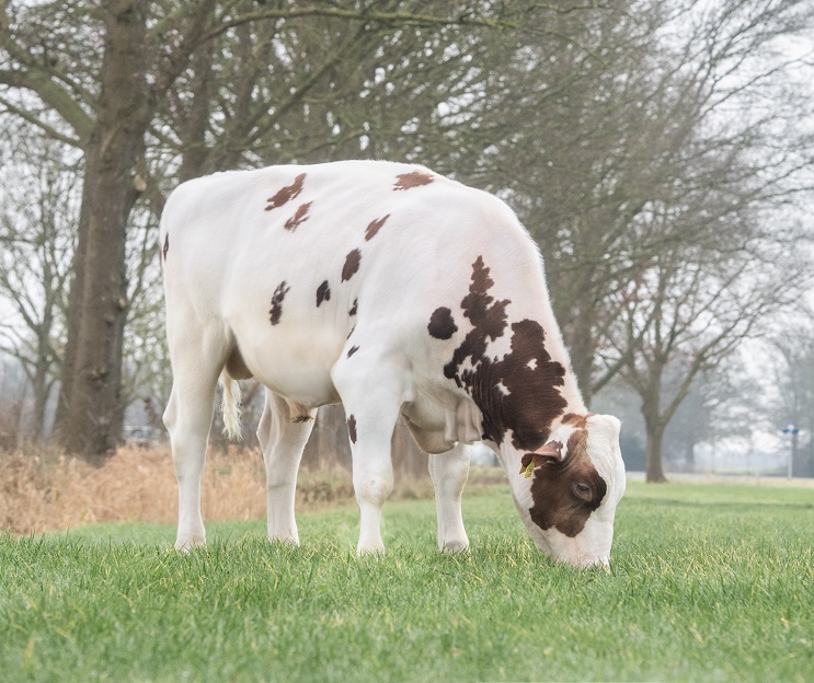 Roodbont index nieuws! Elevate nr 1 van Nederland, bestaande stieren bevestigen kwaliteiten!